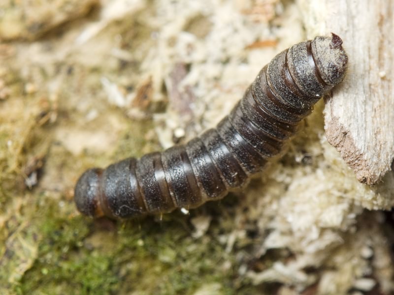 Cryphaeus cornutus (Fischer de Waldheim, 1823)